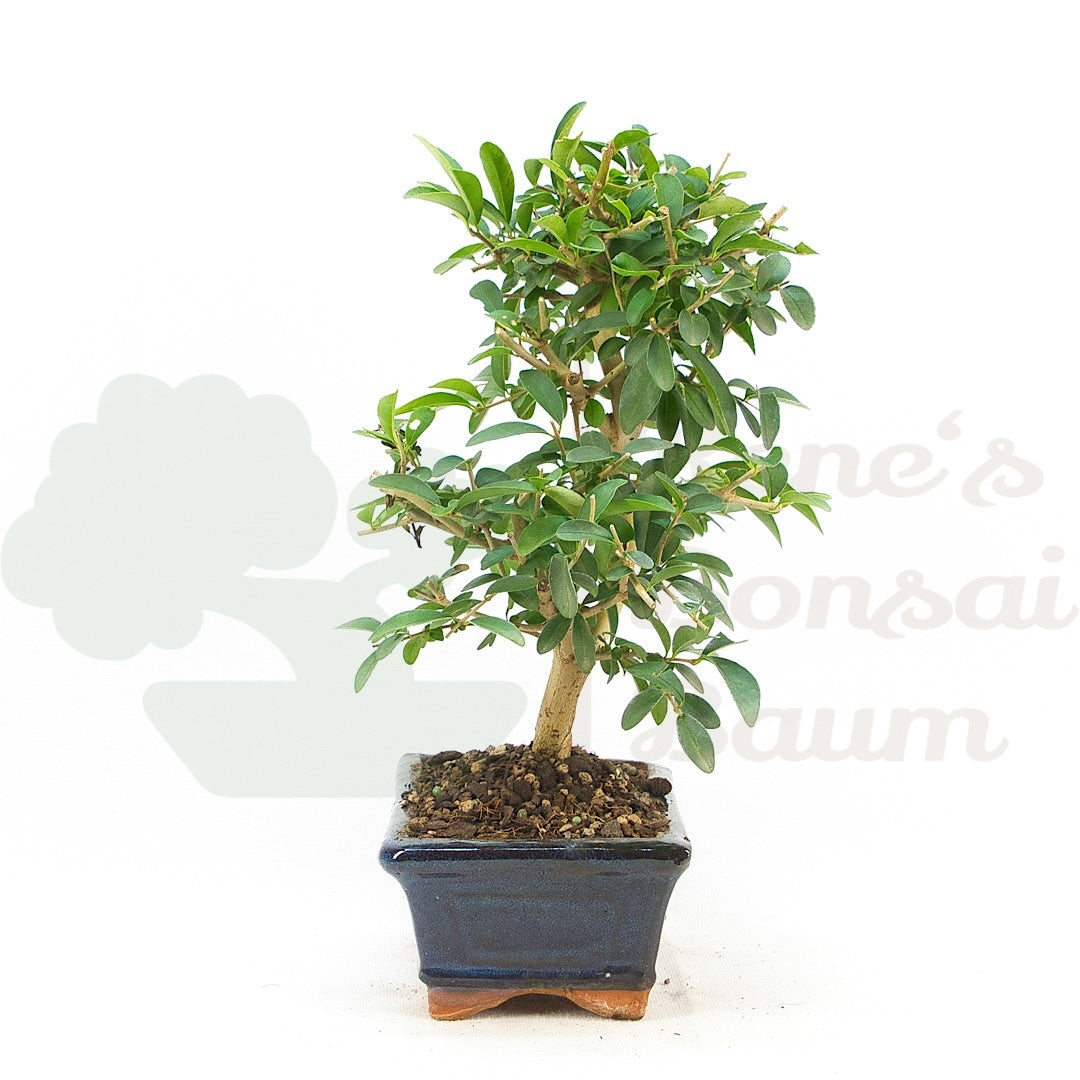 Gewöhnlichen Liguster ‚Ligustrum vulgare‘