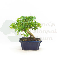 Ovalblättriger Liguster ‚Ligustrum ovalifolium‘