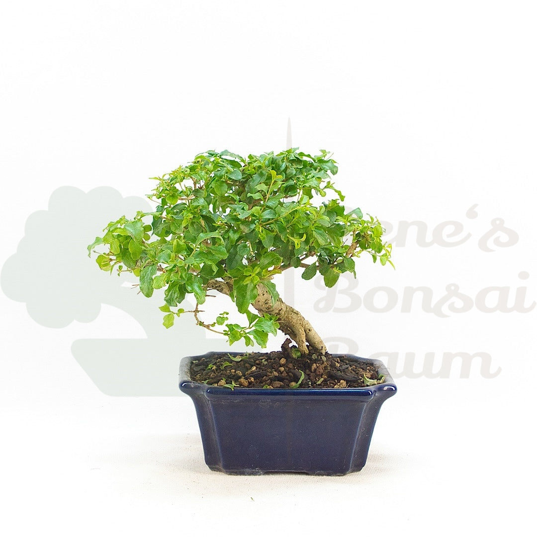 Ovalblättriger Liguster ‚Ligustrum ovalifolium‘