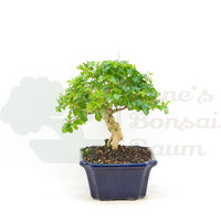 Ovalblättriger Liguster ‚Ligustrum ovalifolium‘