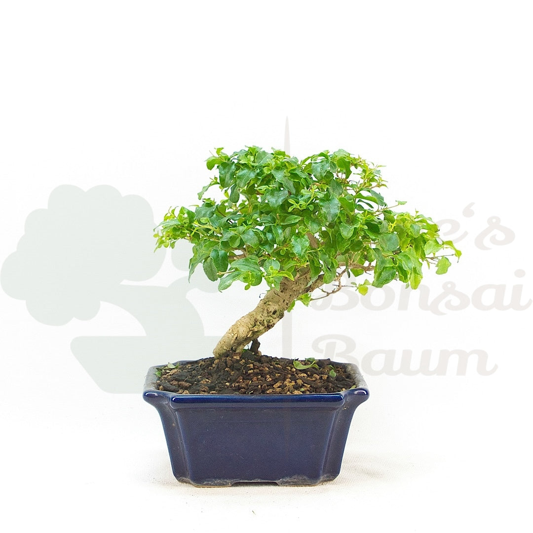 Ovalblättriger Liguster ‚Ligustrum ovalifolium‘