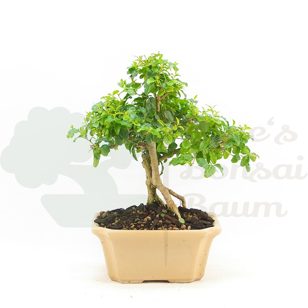 Ovalblättriger Liguster ‚Ligustrum ovalifolium‘