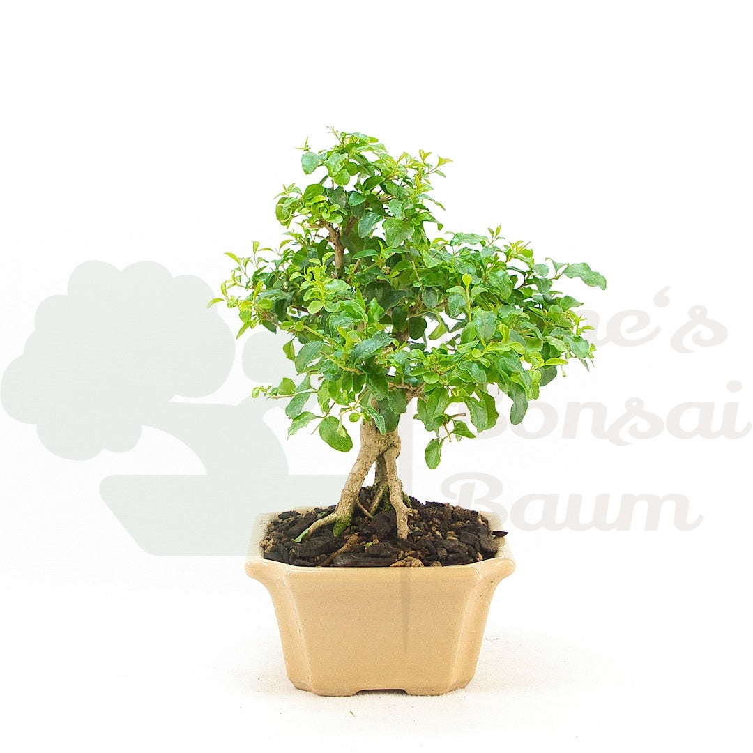 Ovalblättriger Liguster ‚Ligustrum ovalifolium‘