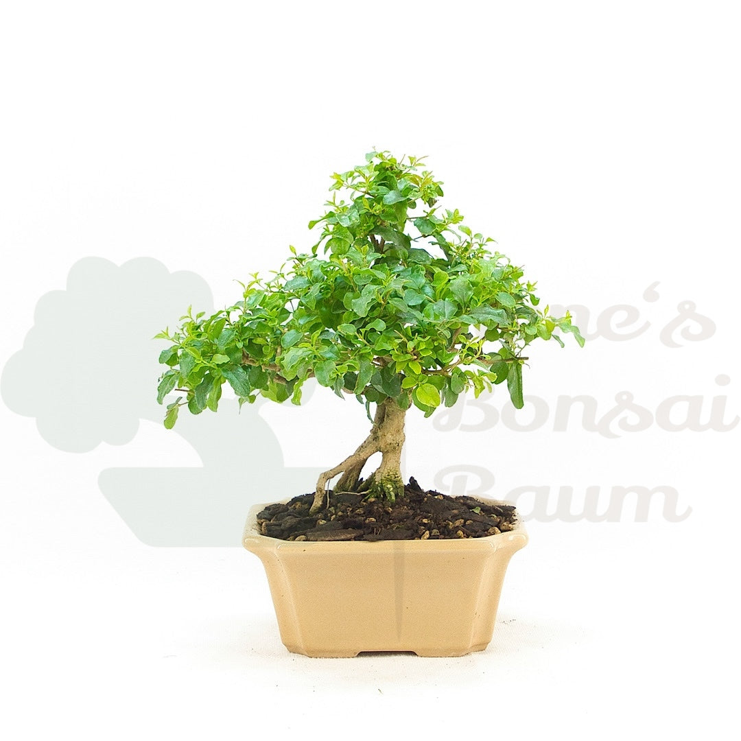 Ovalblättriger Liguster ‚Ligustrum ovalifolium‘