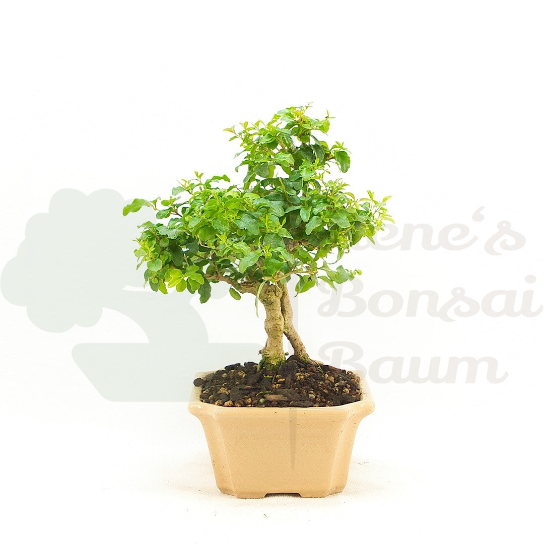 Ovalblättriger Liguster ‚Ligustrum ovalifolium‘