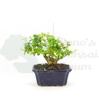 Ovalblättriger Liguster ‚Ligustrum ovalifolium‘