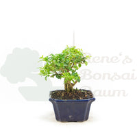 Ovalblättriger Liguster ‚Ligustrum ovalifolium‘