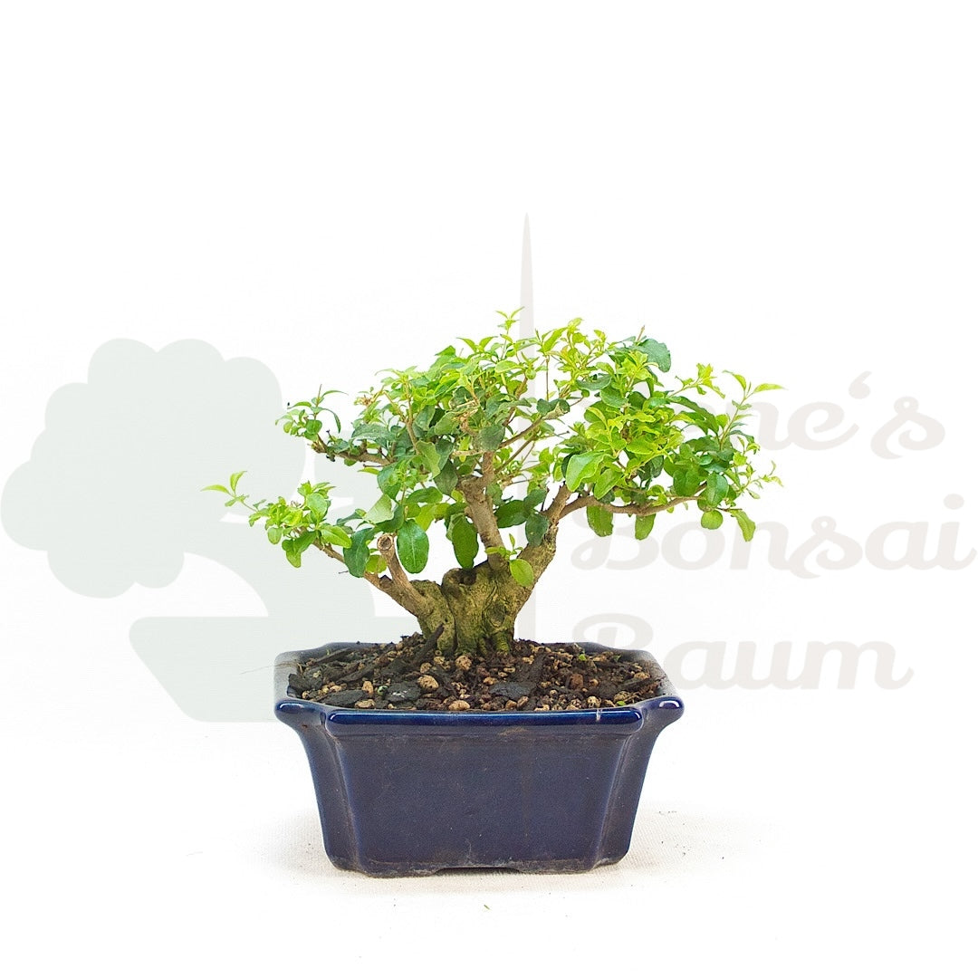 Ovalblättriger Liguster ‚Ligustrum ovalifolium‘