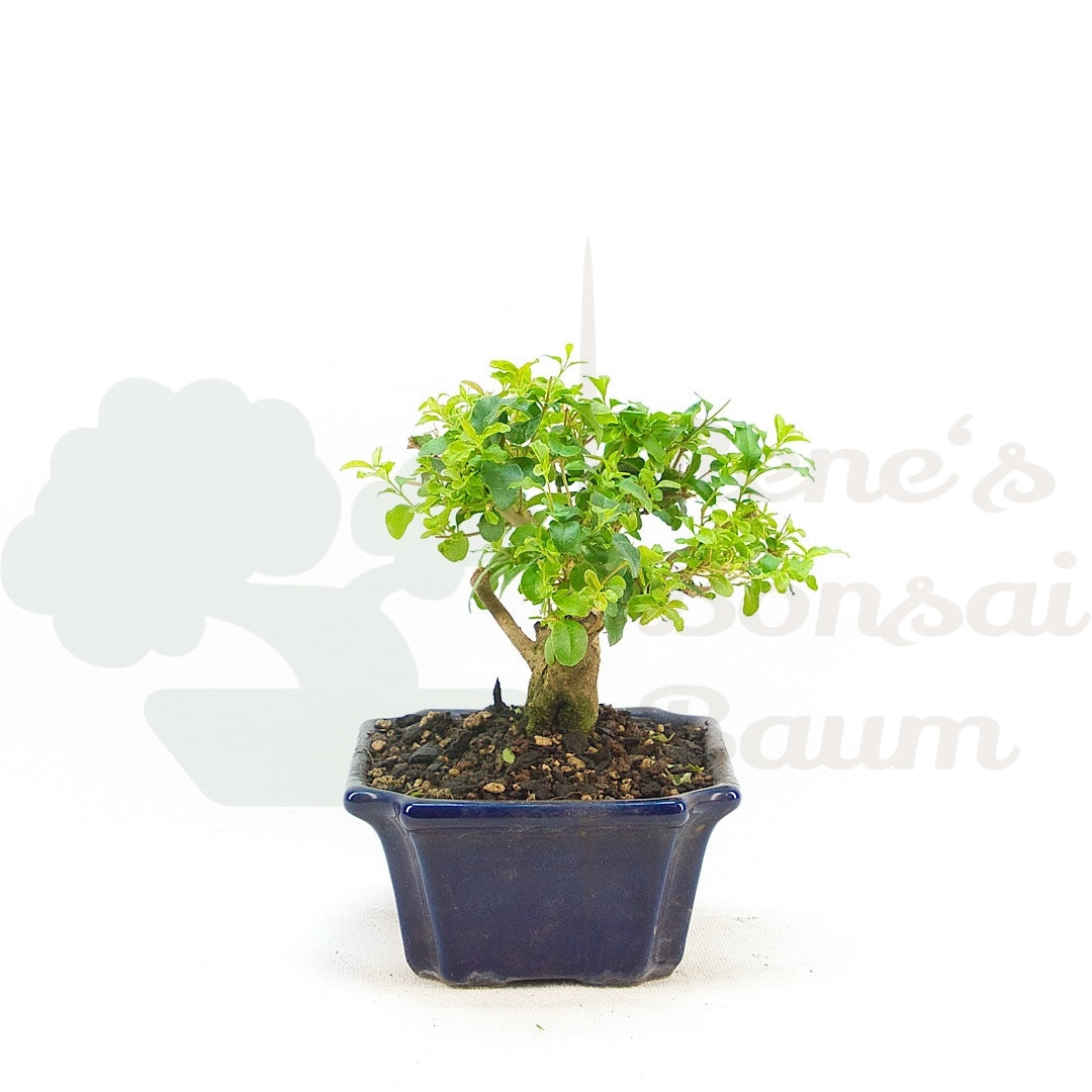 Ovalblättriger Liguster ‚Ligustrum ovalifolium‘