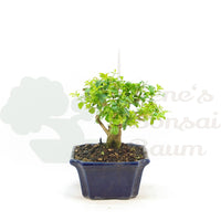 Ovalblättriger Liguster ‚Ligustrum ovalifolium‘