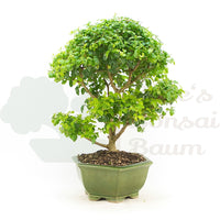Ovalblättriger Liguster ‚Ligustrum ovalifolium‘