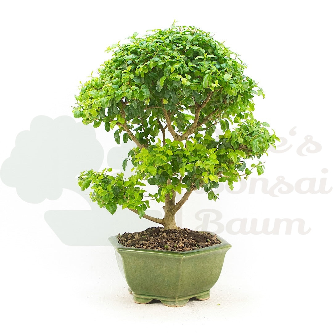 Ovalblättriger Liguster ‚Ligustrum ovalifolium‘