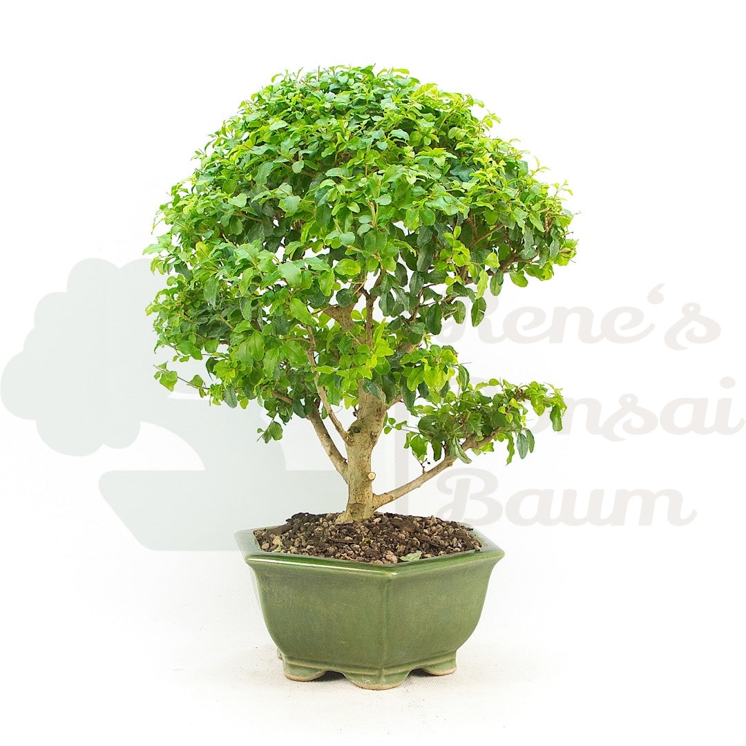 Ovalblättriger Liguster ‚Ligustrum ovalifolium‘