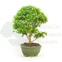 Ovalblättriger Liguster ‚Ligustrum ovalifolium‘