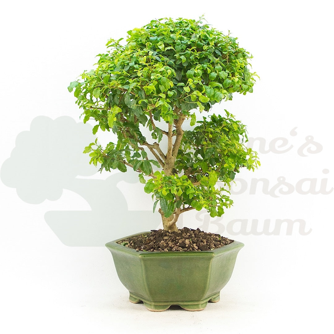 Ovalblättriger Liguster ‚Ligustrum ovalifolium‘