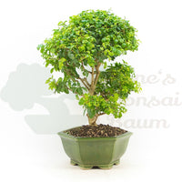 Ovalblättriger Liguster ‚Ligustrum ovalifolium‘