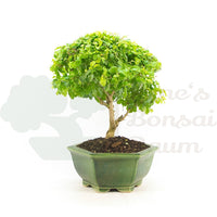 Ovalblättriger Liguster ‚Ligustrum ovalifolium‘