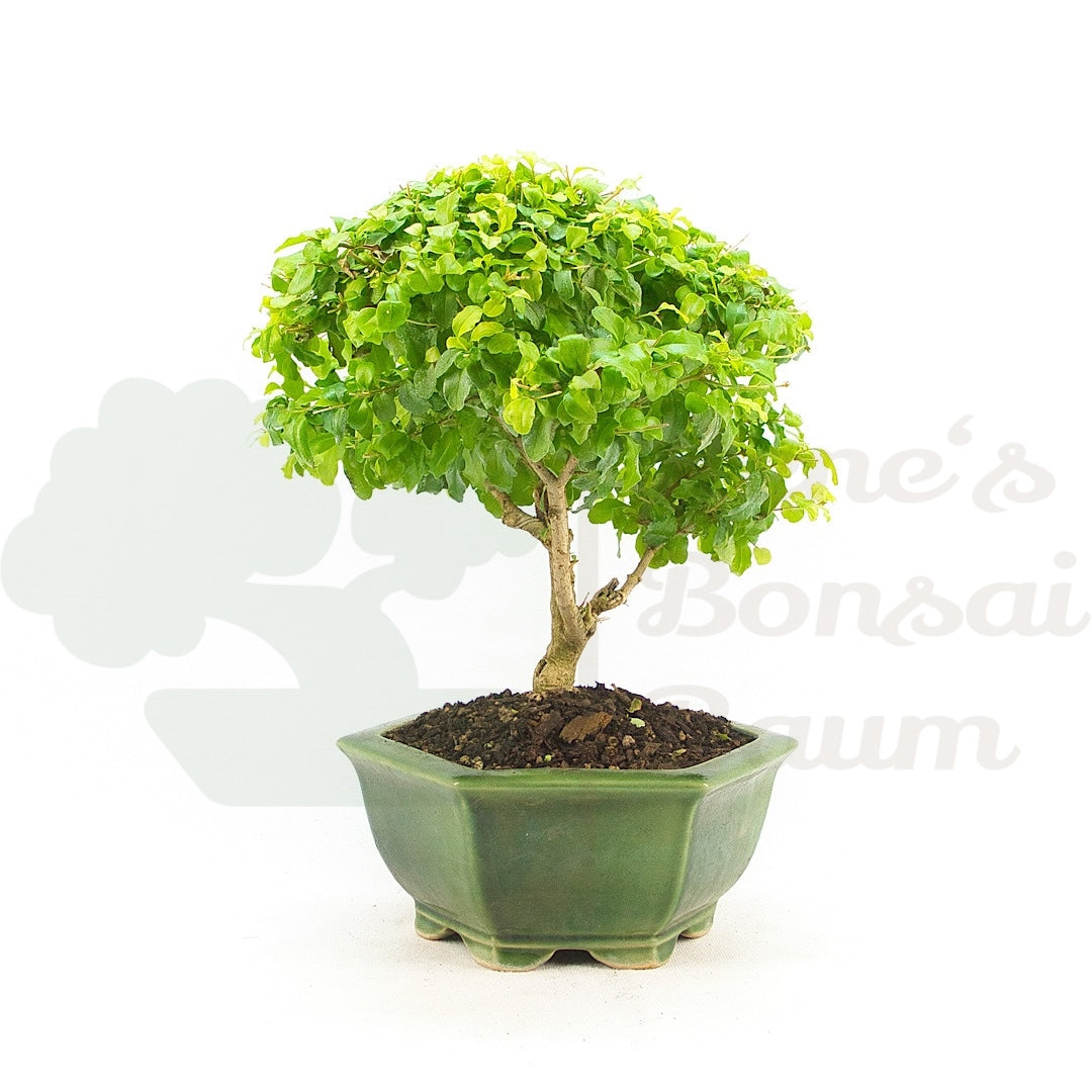 Ovalblättriger Liguster ‚Ligustrum ovalifolium‘