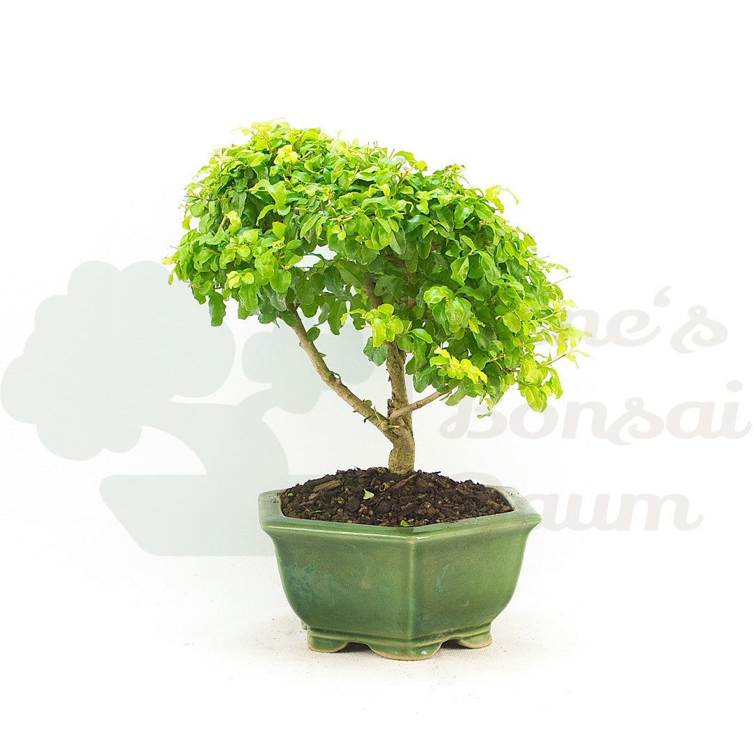 Ovalblättriger Liguster ‚Ligustrum ovalifolium‘
