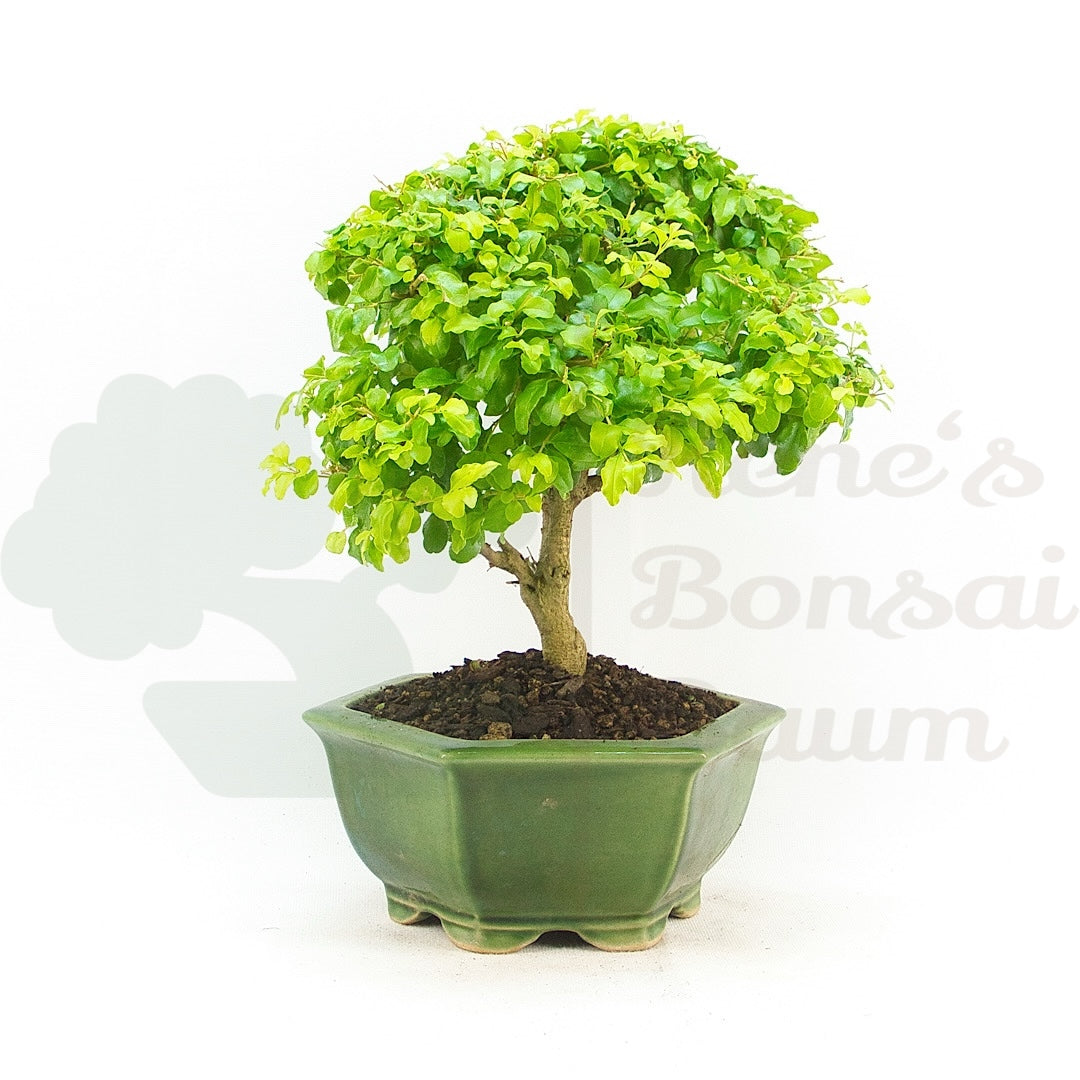 Ovalblättriger Liguster ‚Ligustrum ovalifolium‘