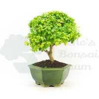 Ovalblättriger Liguster ‚Ligustrum ovalifolium‘