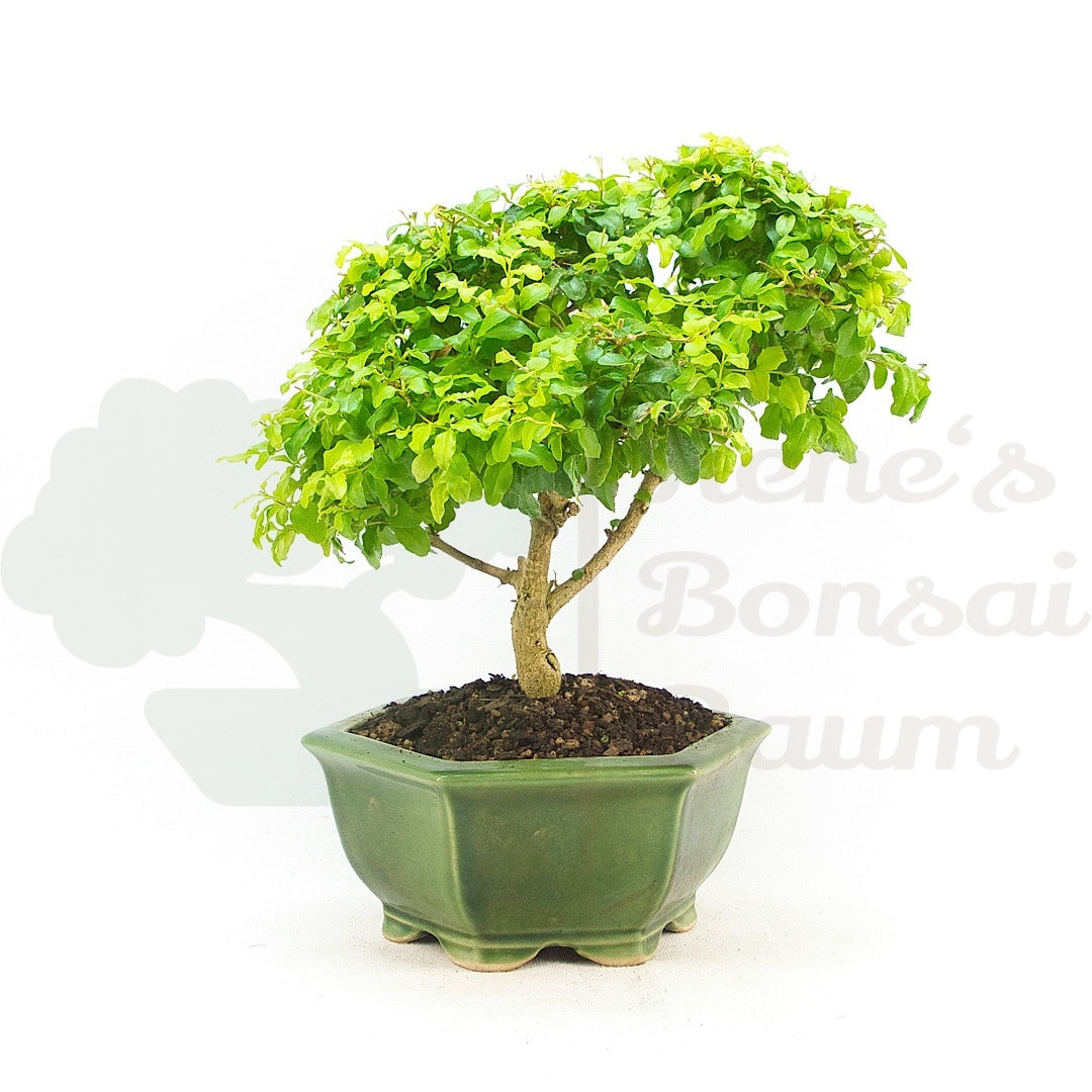 Ovalblättriger Liguster ‚Ligustrum ovalifolium‘