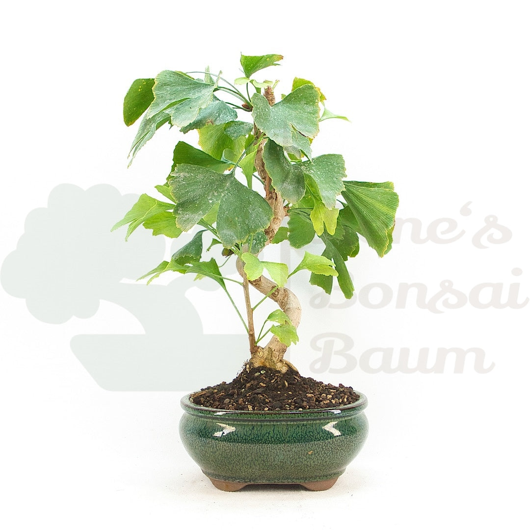 Ginkgo biloba 'Fächerblattbaum'