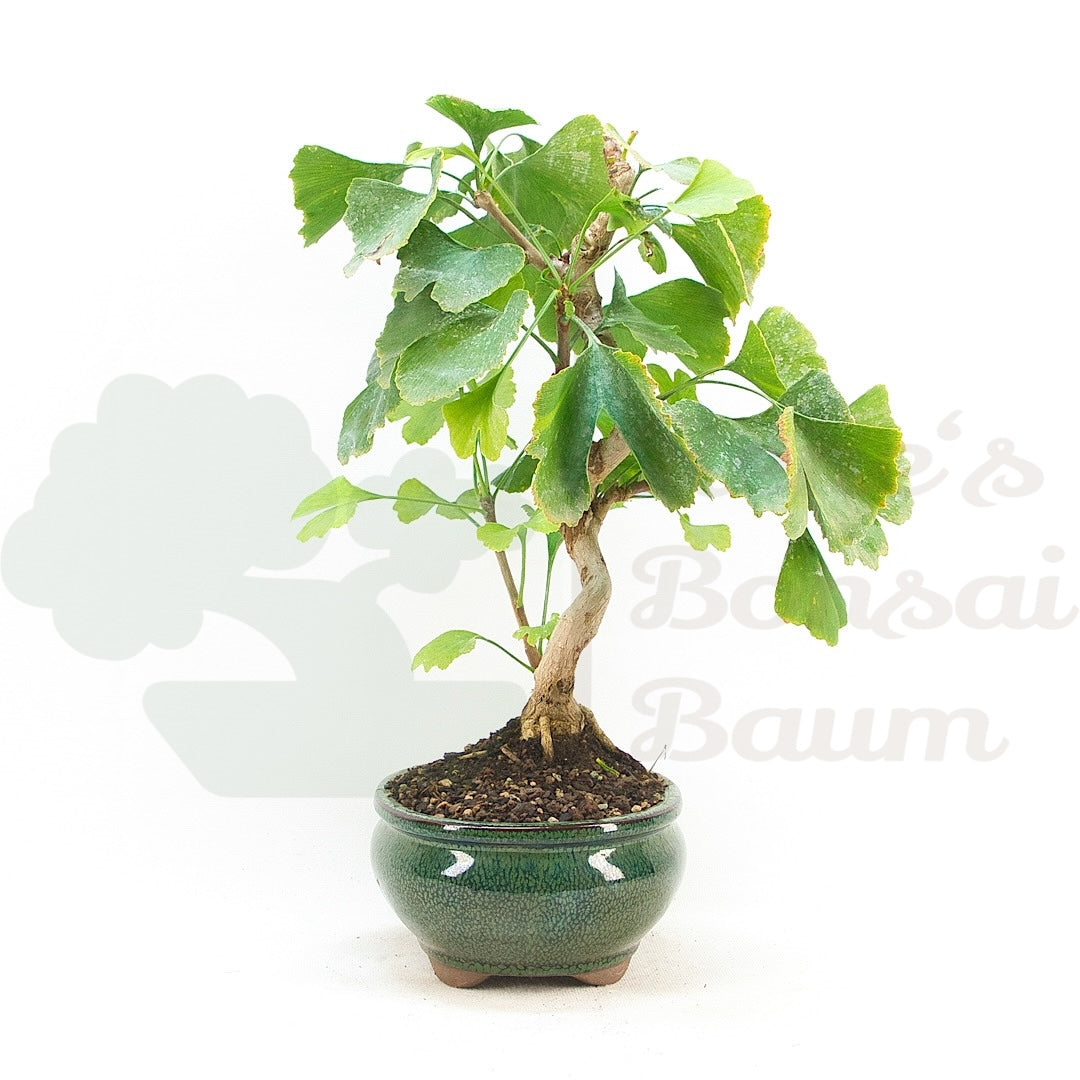 Ginkgo biloba 'Fächerblattbaum'