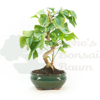 Ginkgo biloba 'Fächerblattbaum'