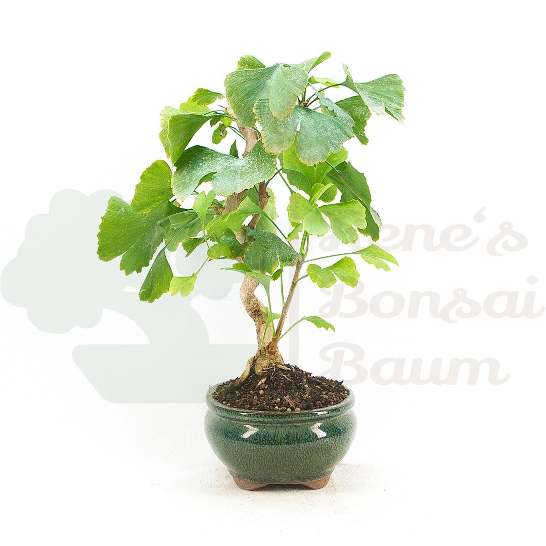 Ginkgo biloba 'Fächerblattbaum'