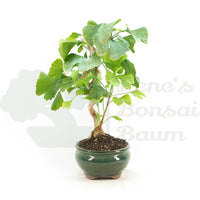Ginkgo biloba 'Fächerblattbaum'