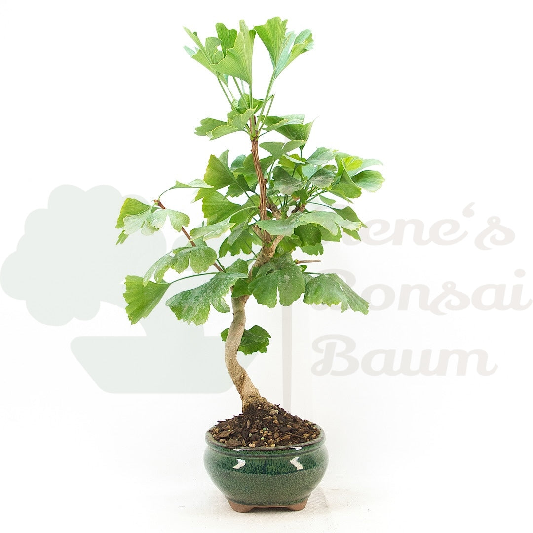 Ginkgo biloba 'Fächerblattbaum'