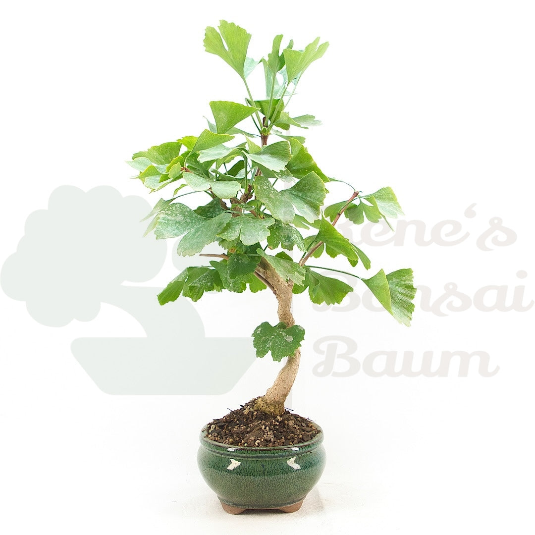 Ginkgo biloba 'Fächerblattbaum'
