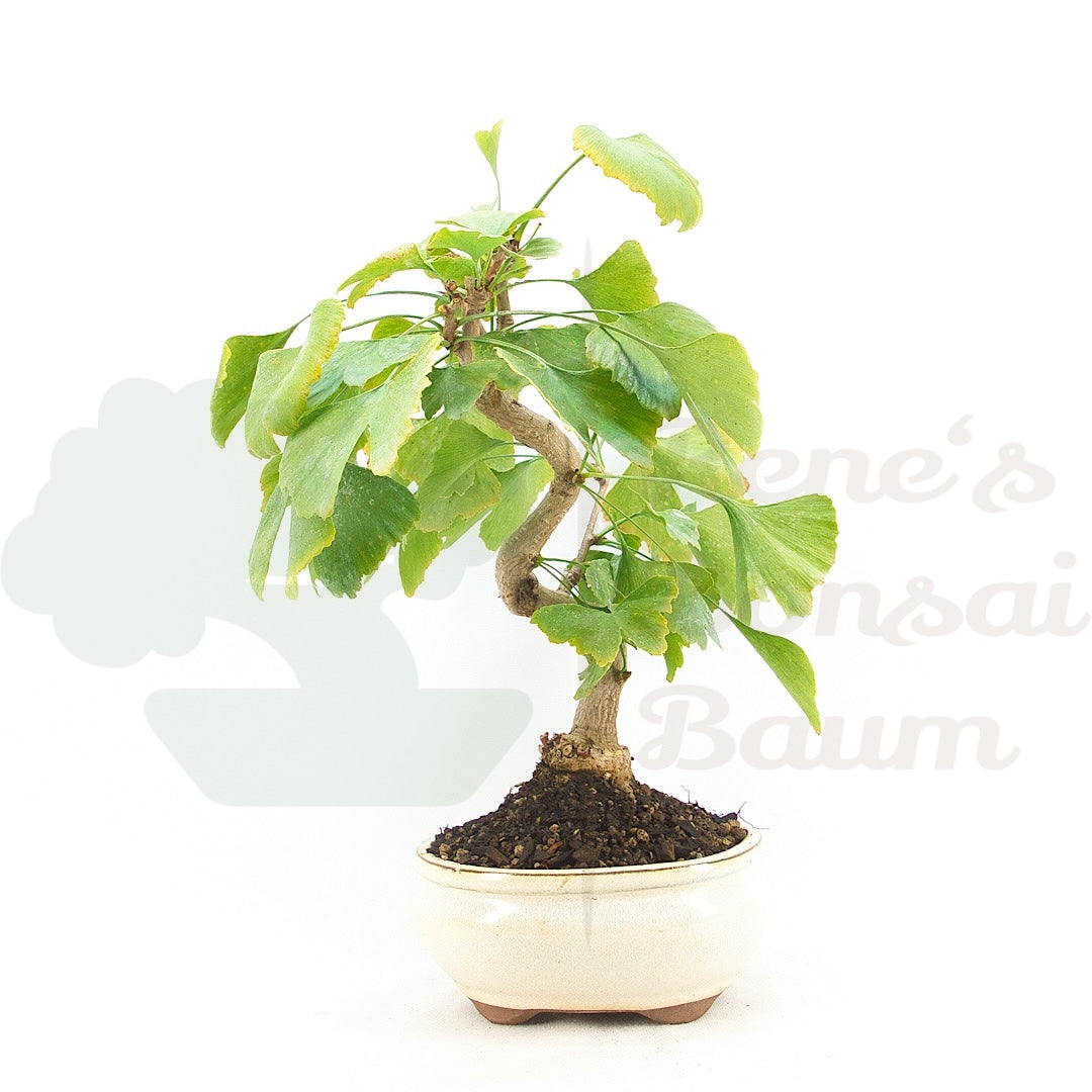 Ginkgo biloba 'Fächerblattbaum'