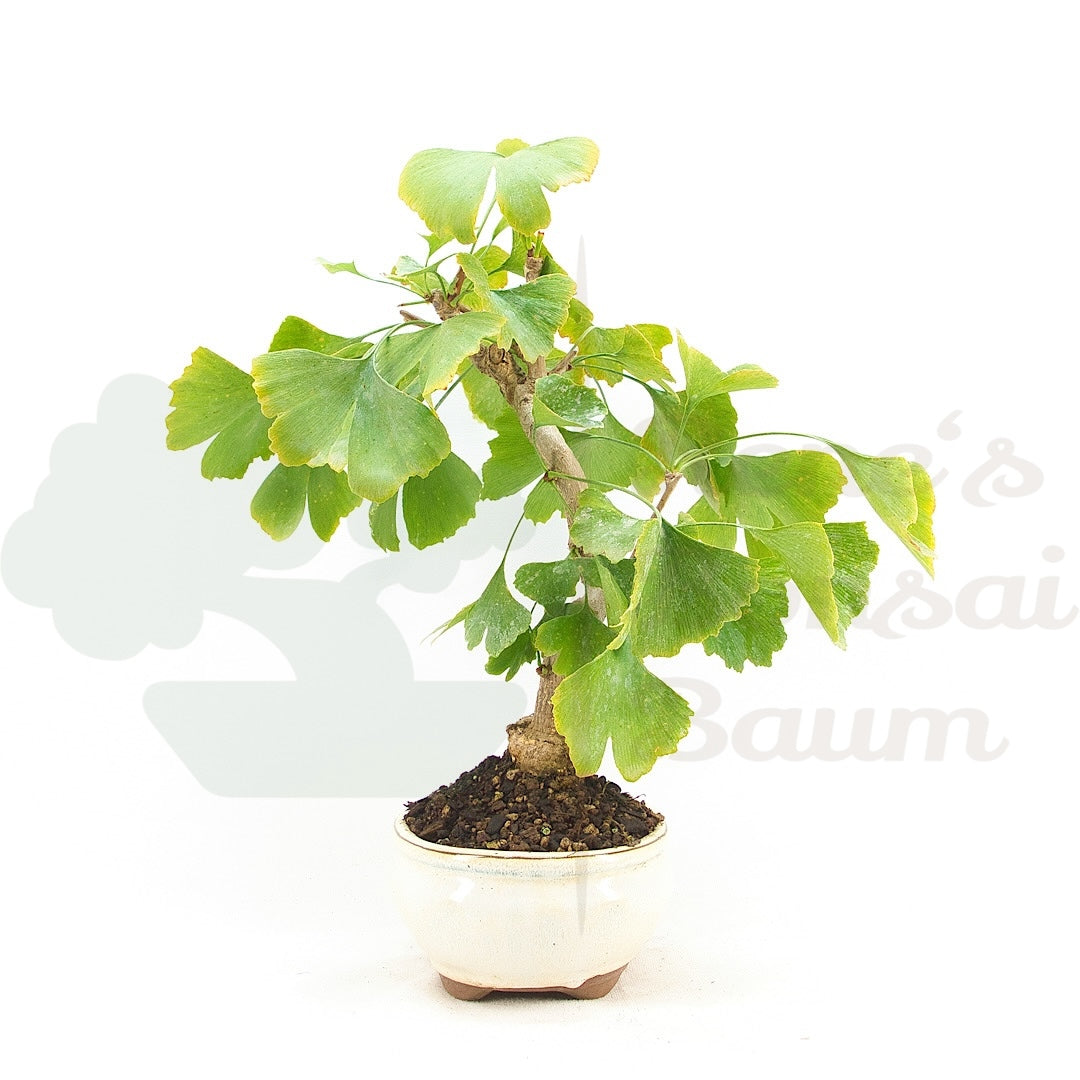 Ginkgo biloba 'Fächerblattbaum'