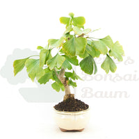 Ginkgo biloba 'Fächerblattbaum'