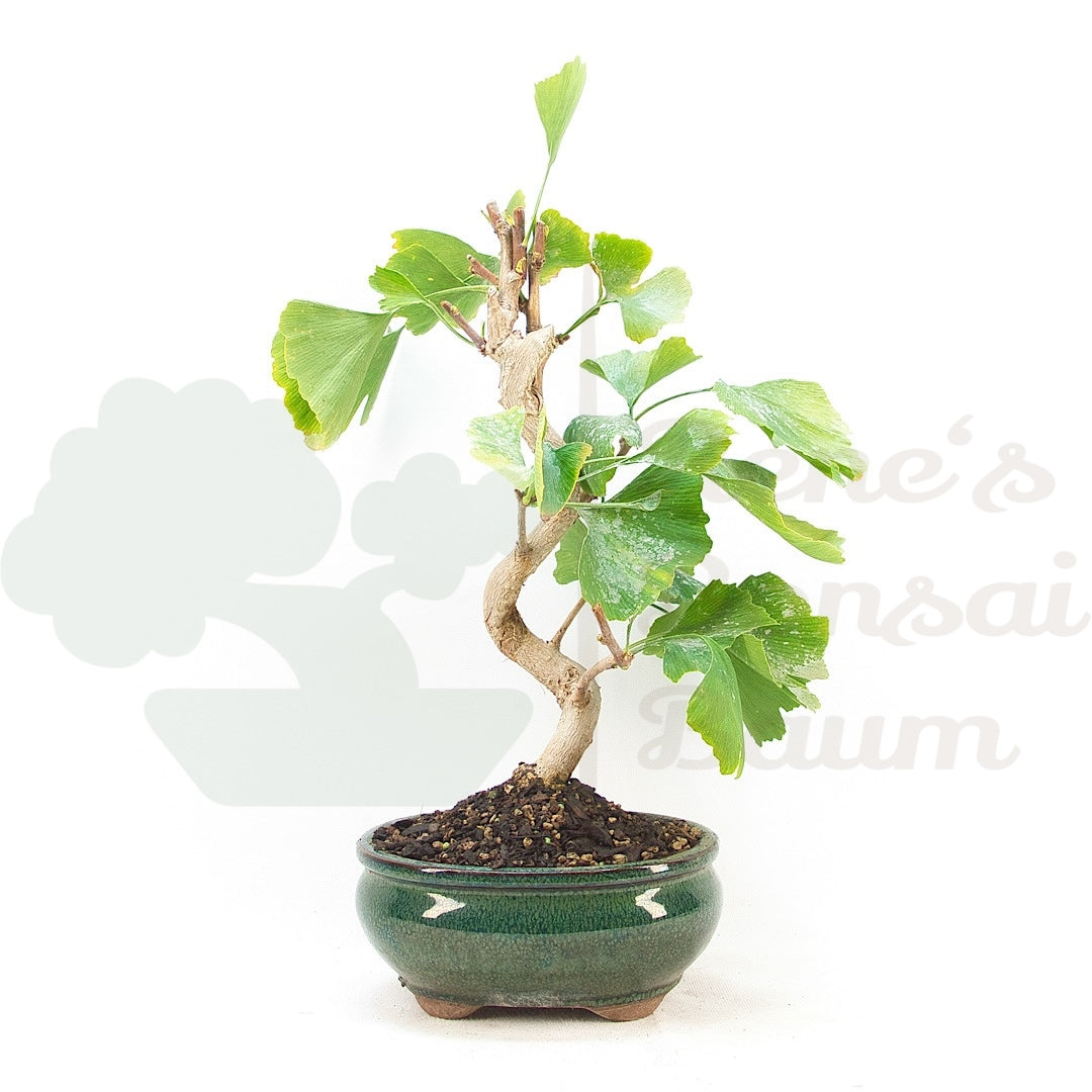 Ginkgo biloba 'Fächerblattbaum'