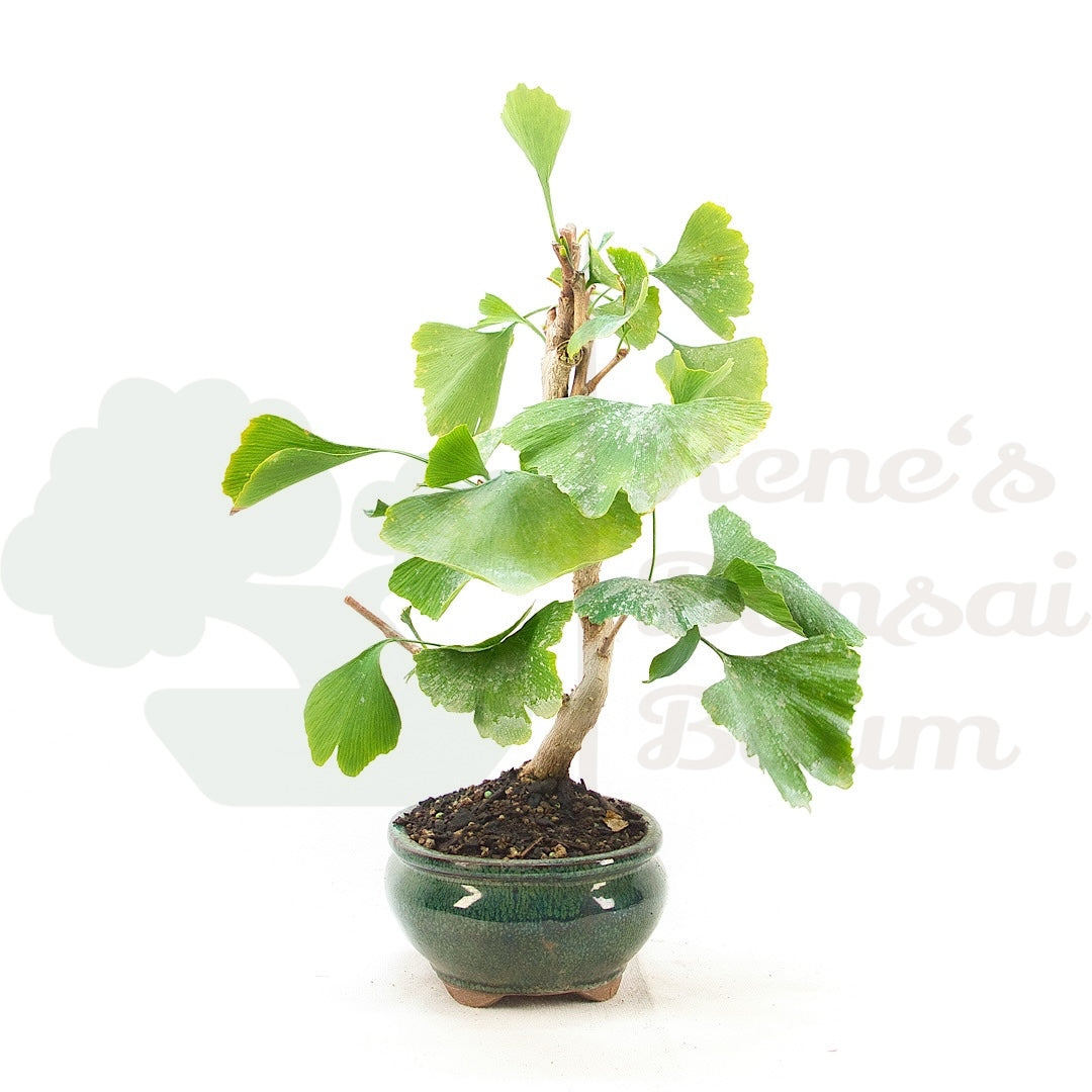 Ginkgo biloba 'Fächerblattbaum'