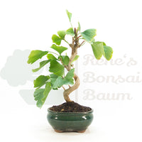 Ginkgo biloba 'Fächerblattbaum'