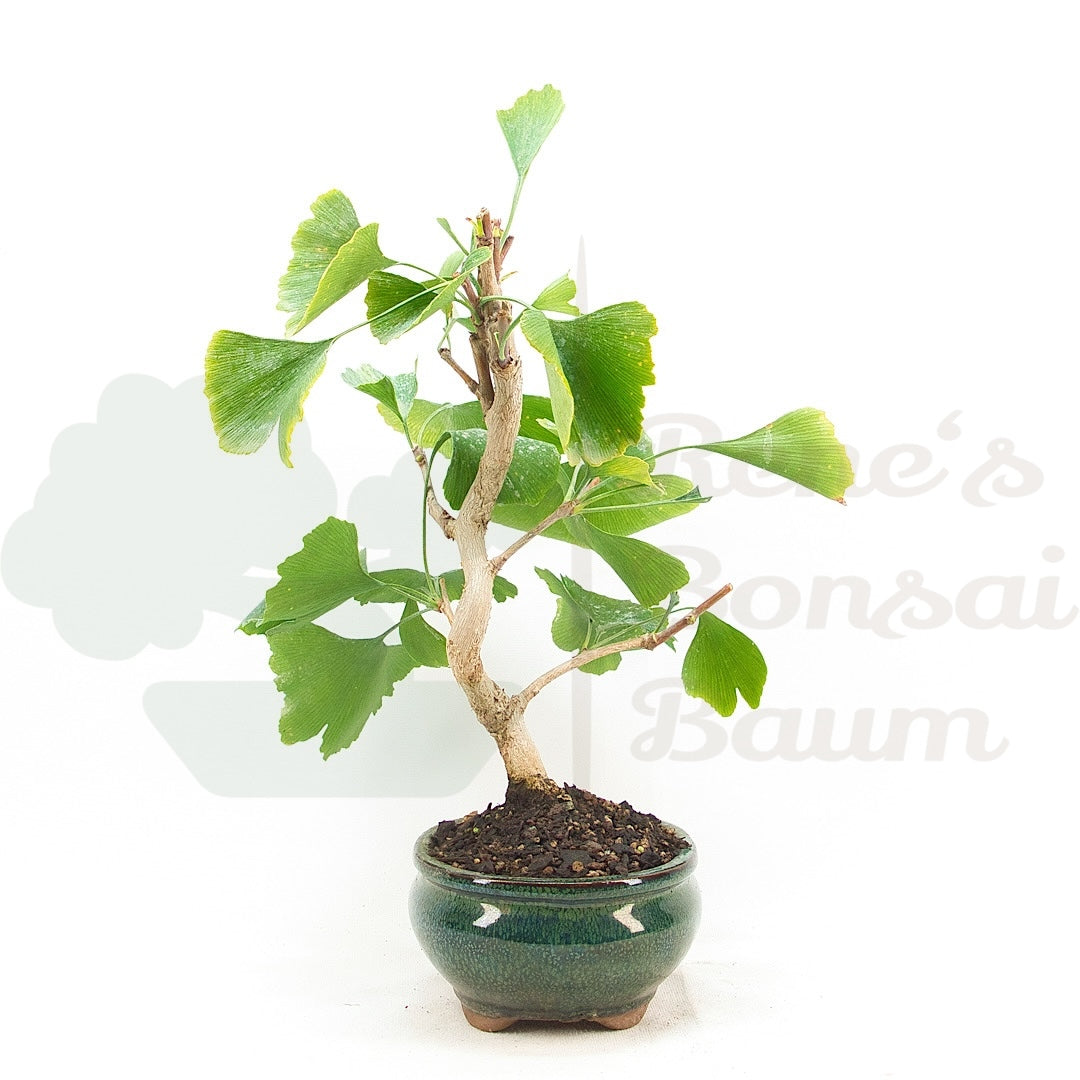 Ginkgo biloba 'Fächerblattbaum'