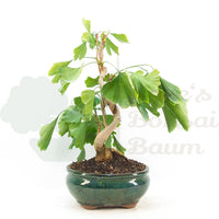Ginkgo biloba 'Fächerblattbaum'
