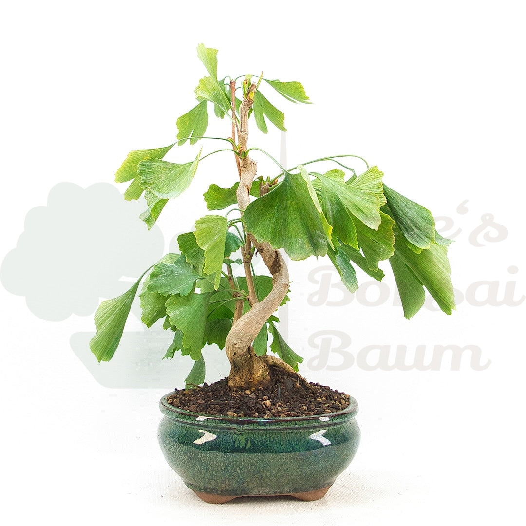 Ginkgo biloba 'Fächerblattbaum'
