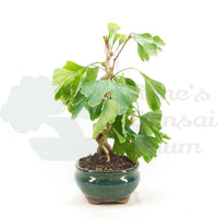Ginkgo biloba 'Fächerblattbaum'