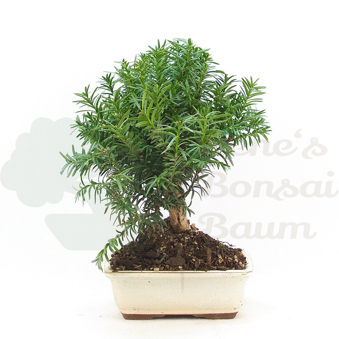 Eibe Hybrid 'Taxus media'