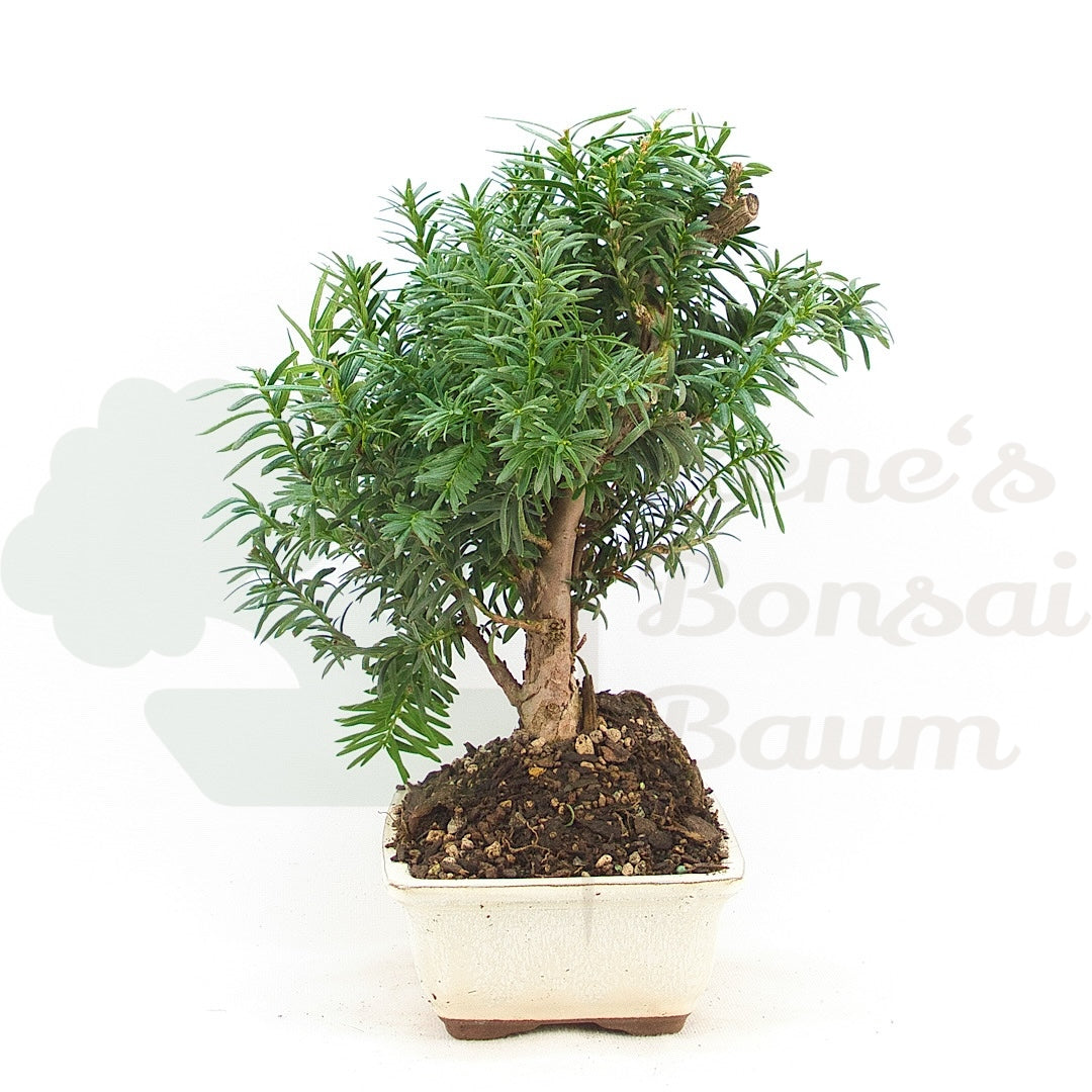 Eibe Hybrid 'Taxus media'