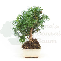 Eibe Hybrid 'Taxus media'