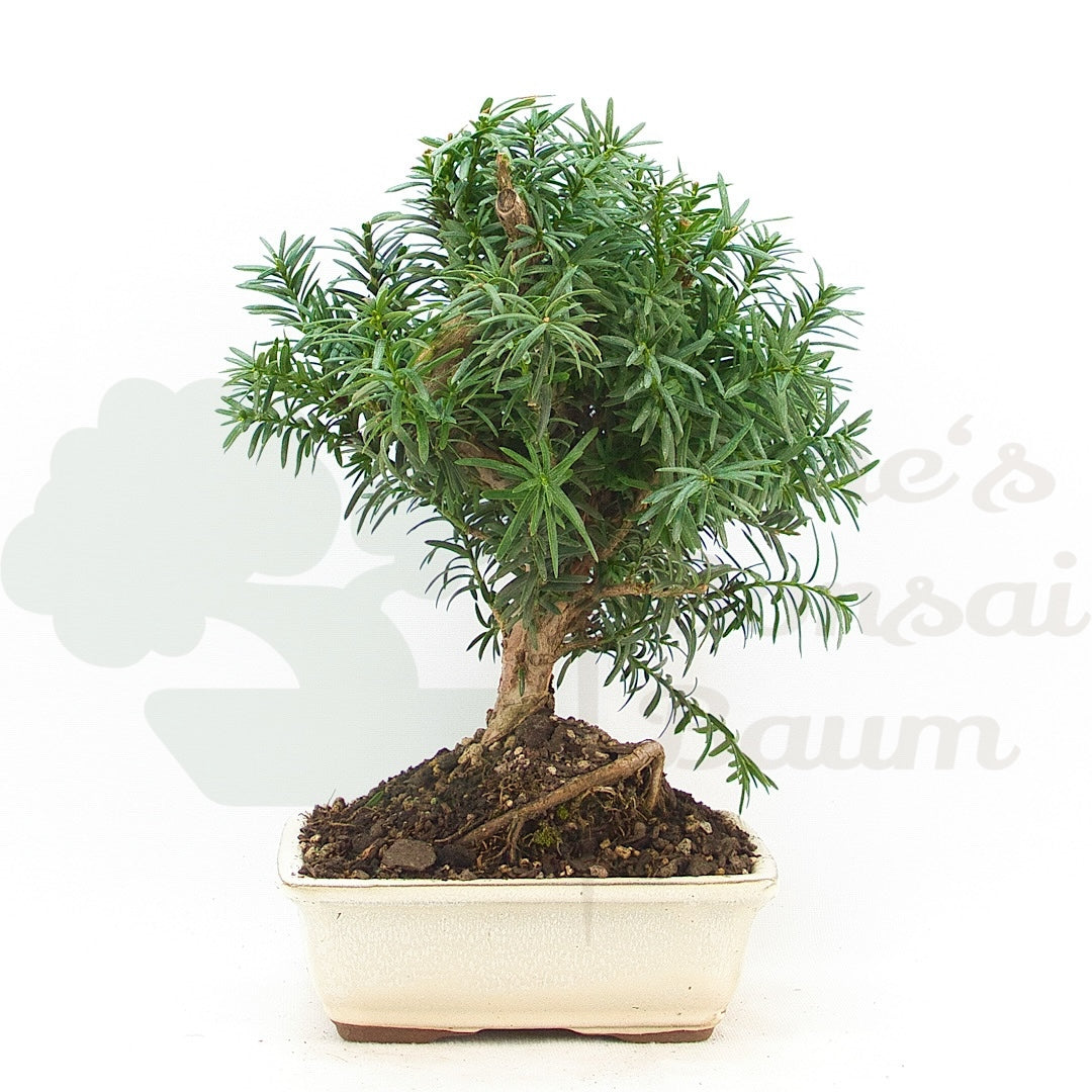 Eibe Hybrid 'Taxus media'