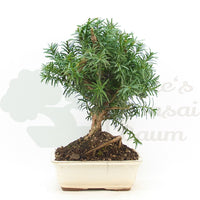 Eibe Hybrid 'Taxus media'