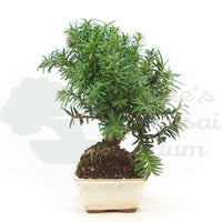 Eibe Hybrid 'Taxus media'