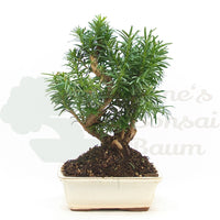 Eibe Hybrid 'Taxus media'